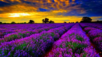 Best-Time-To-Visit-Lavender-Fields-In-France1